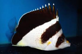 Chaetodon Burgessi