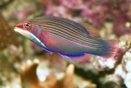 Pseudocheilinus Tetrataenia