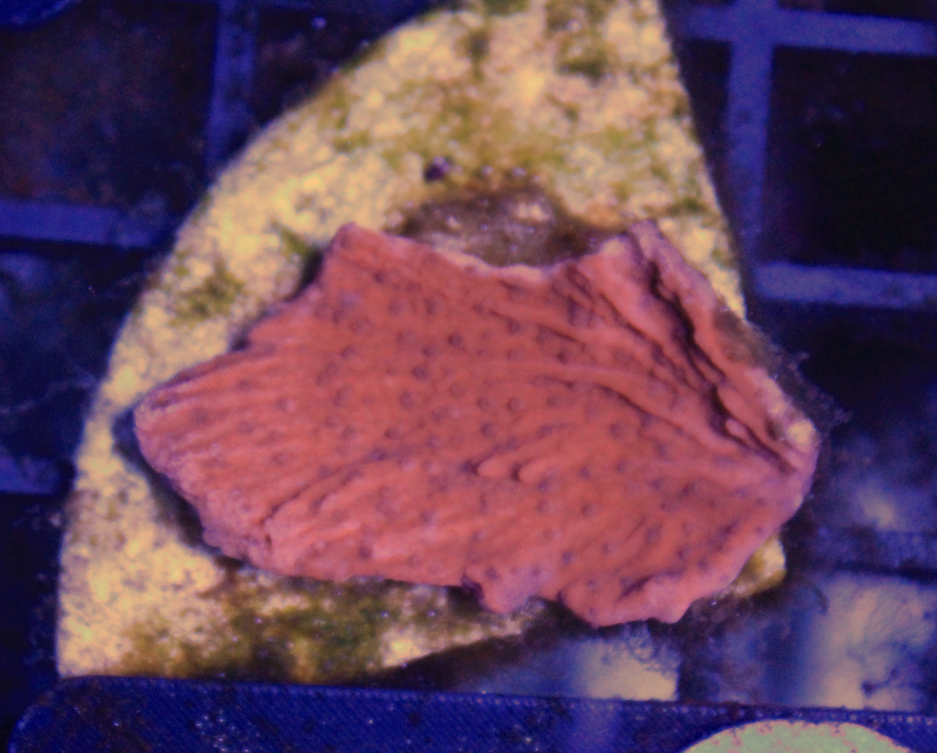 031 monitipora frag ( sennas koralen kweek )