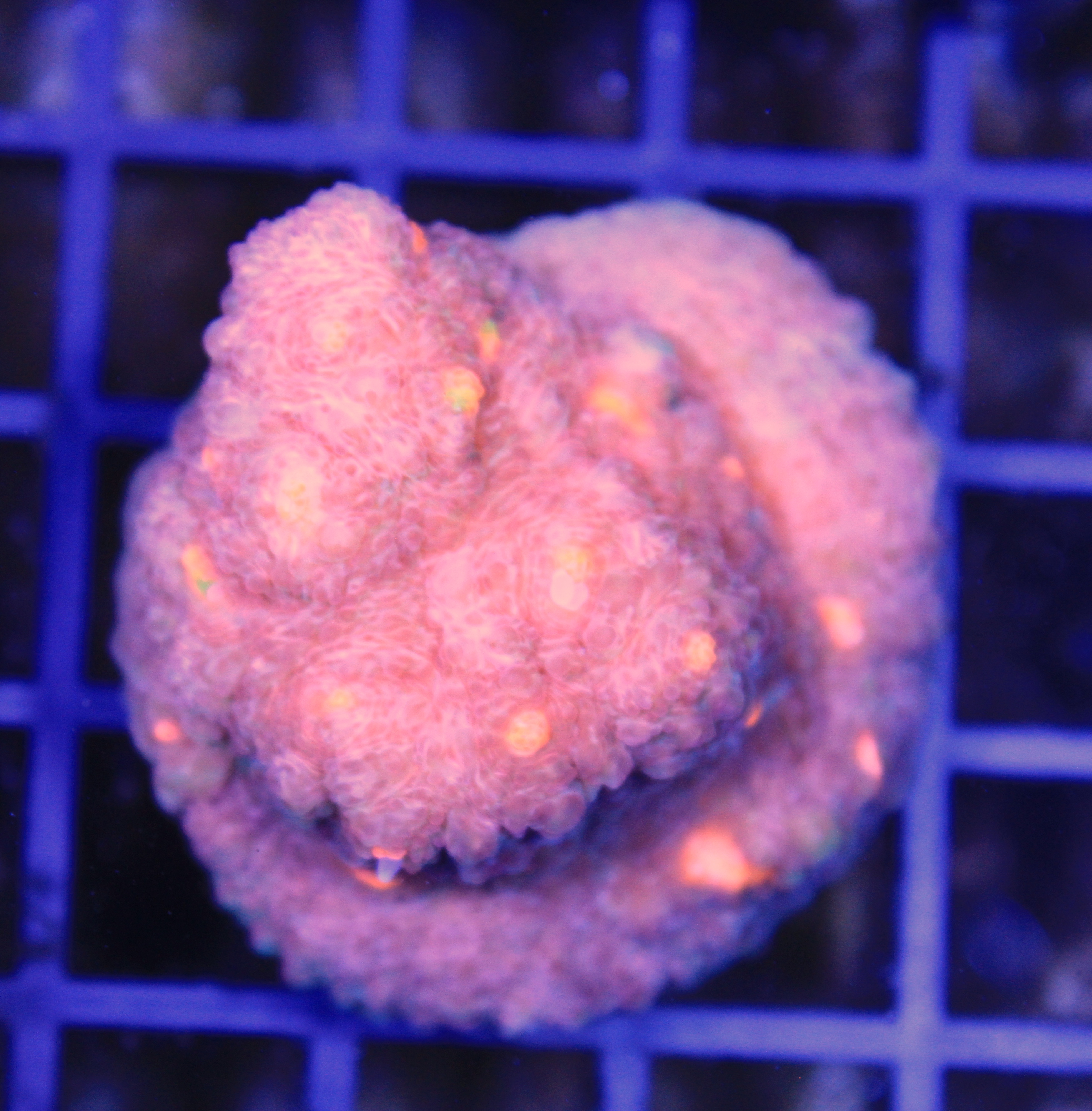 165 chalice pink boobie