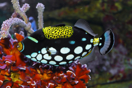 Balistoides Conspicillum (L)