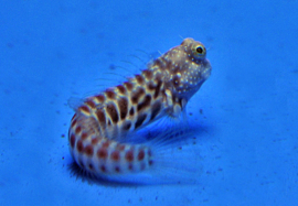 Salarias Segmentatus