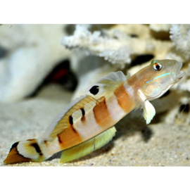 Valenciennea Wardii
