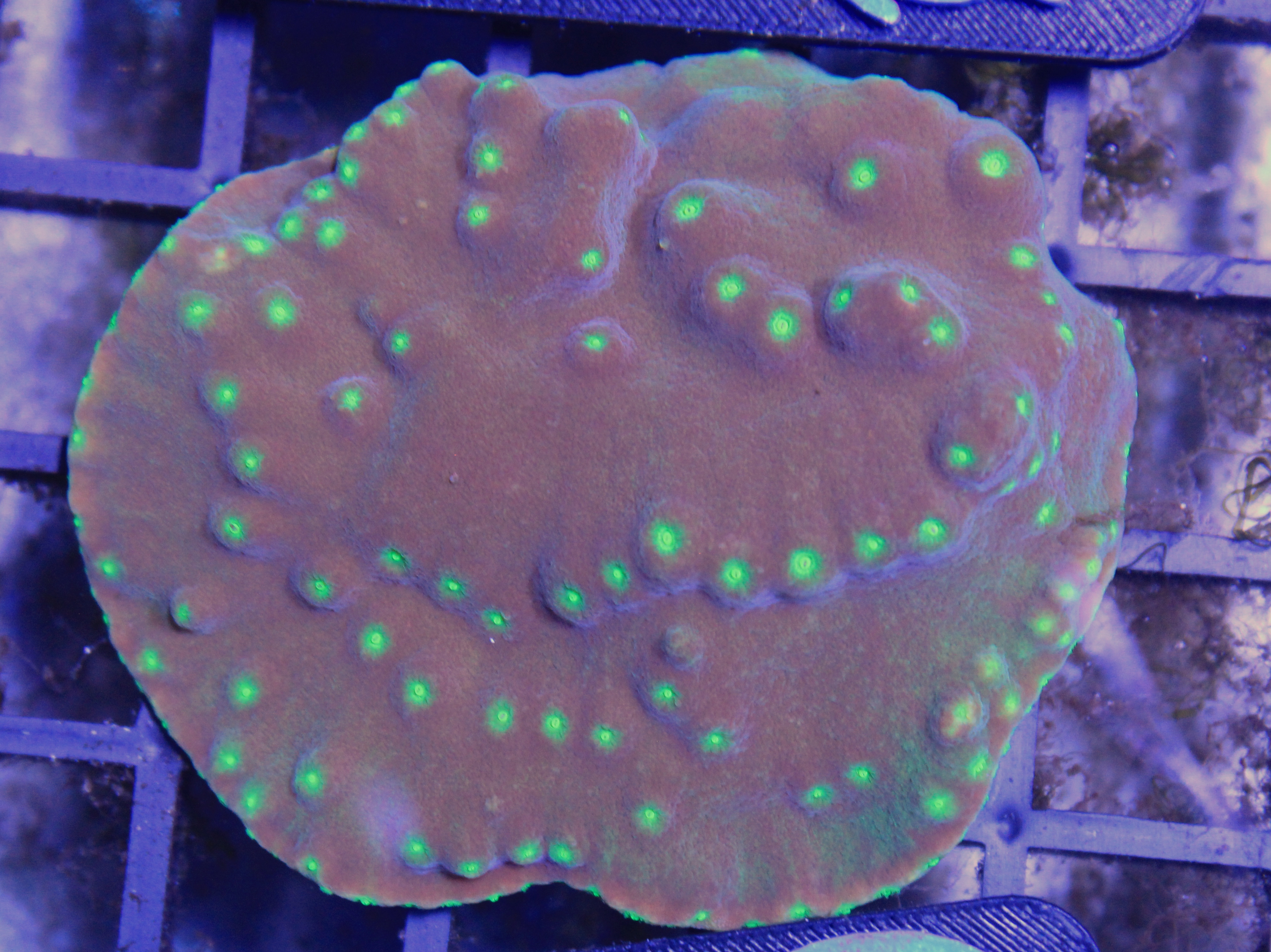 037 TURBINARIA RENIFORMIS