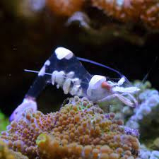 Periclimenes sp.