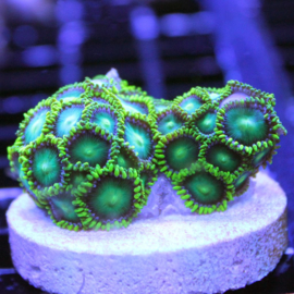Radioactive dragon eye