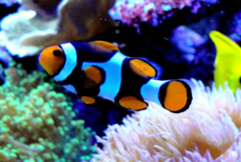 Amphiprion Percula Onyx