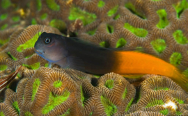 Ecsenius Bicolor