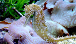Hippocampus Barbouri