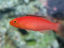 Cirrhilabrus Katoi Female