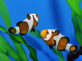 Amphiprion Ocellaris Gladiator