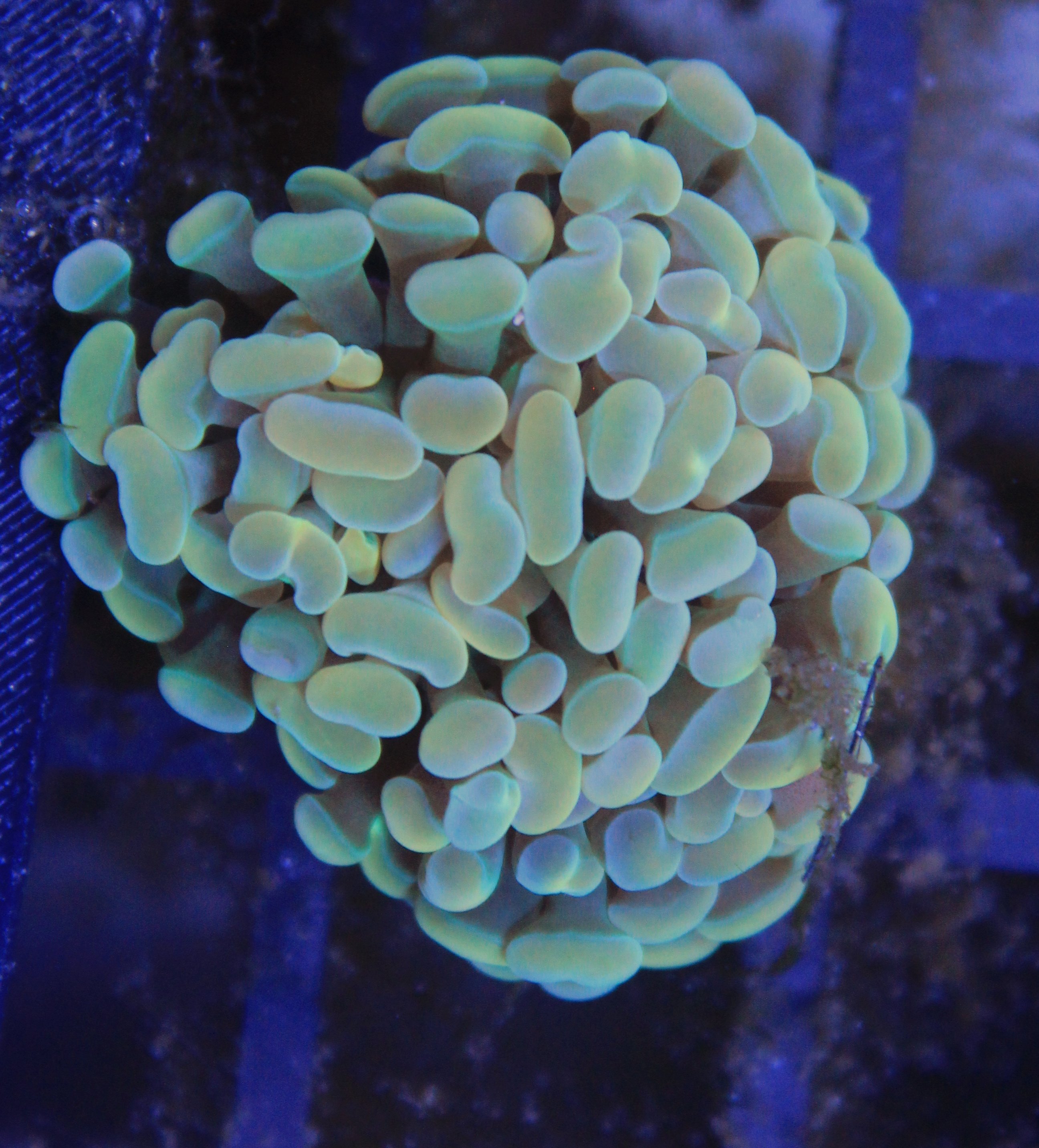 173 euphyllia gold 2 koppen
