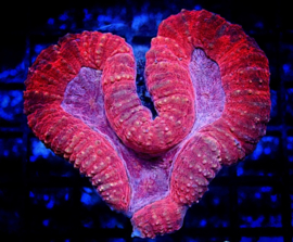 Lobophyllia