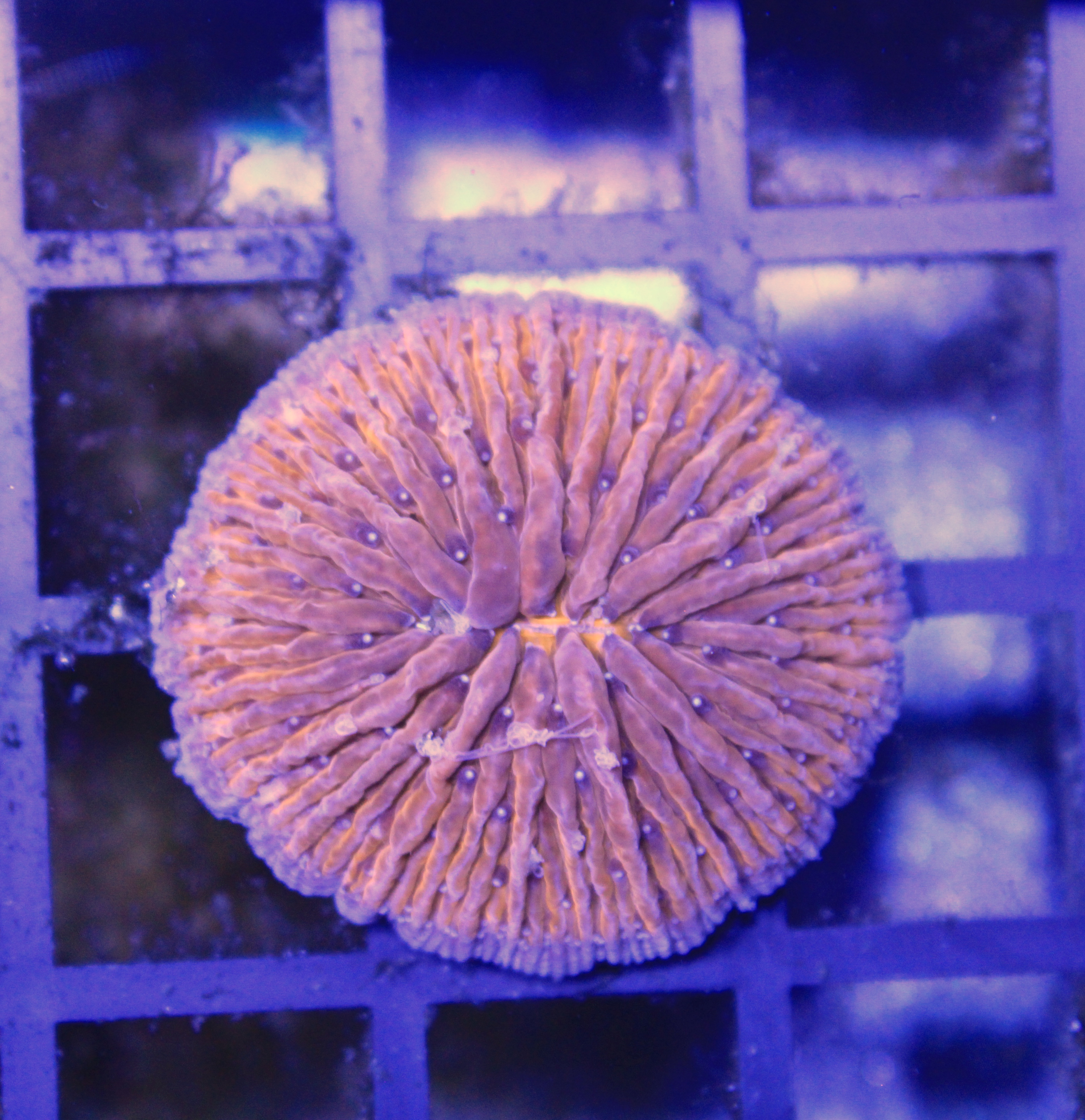 070 Fungi orange