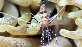 Periclimenes Brevicarpalis