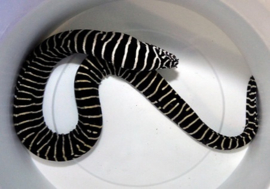 Gymnomuraena Zebra (M-L)