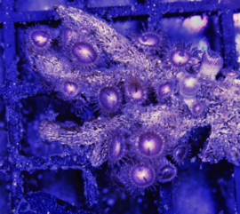 Alien Explosion Zoanthids ( Senna's farm coral )