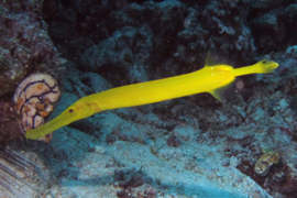 Aulostomus Chinensis