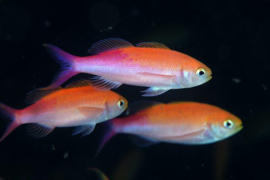 Anthiasses 
