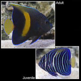 Pomacanthus Maculosus ( L )