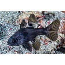 Apogonichthyoides Melas