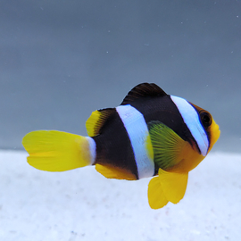 Amphiprion clarkii
