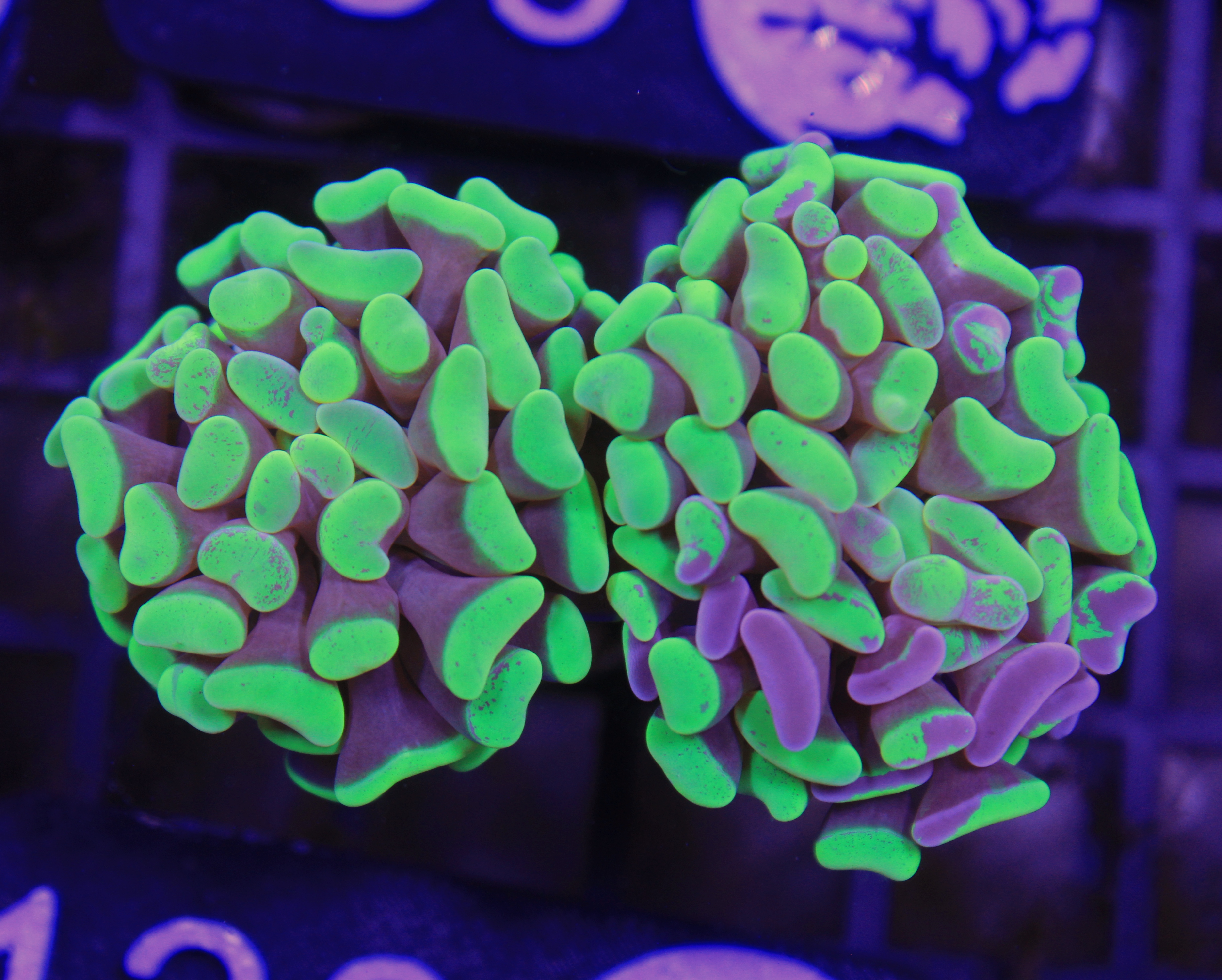 136 euphyllia paraancora grafted 2 koppen