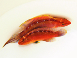 Cirrhilabrus Roseafascia - female