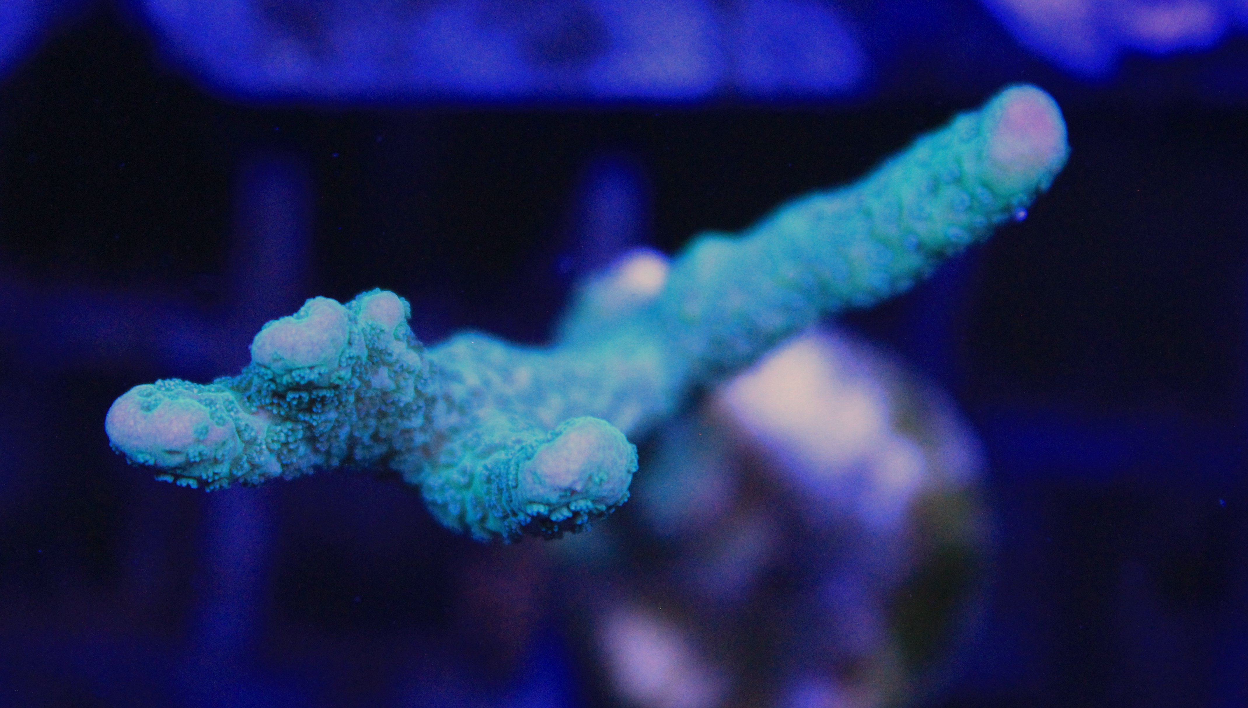 151 montipora digitata groen