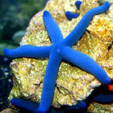 Linckia Laevigata