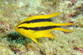 Neoglyphidodon Nigroris