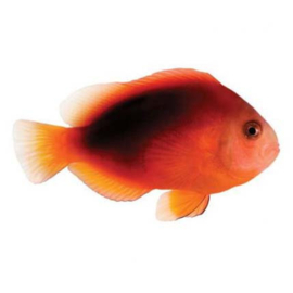 Amphiprion Ephippium