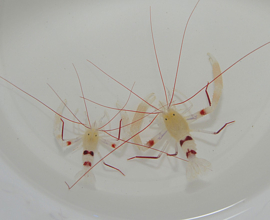Stenopus Zanzibaricus
