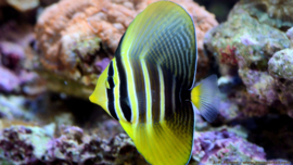 Zebrasoma Veliferum (L)