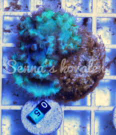 05 Sinularia Dura ( Senna’s koralen kweek )