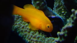Gobiodon Okinawae