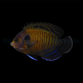 Centropyge multispinis