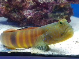Cryptocentrus Pavoninoides