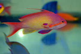 Pseudanthias Squamipinnis MALE
