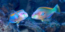 Scarus Sordidus