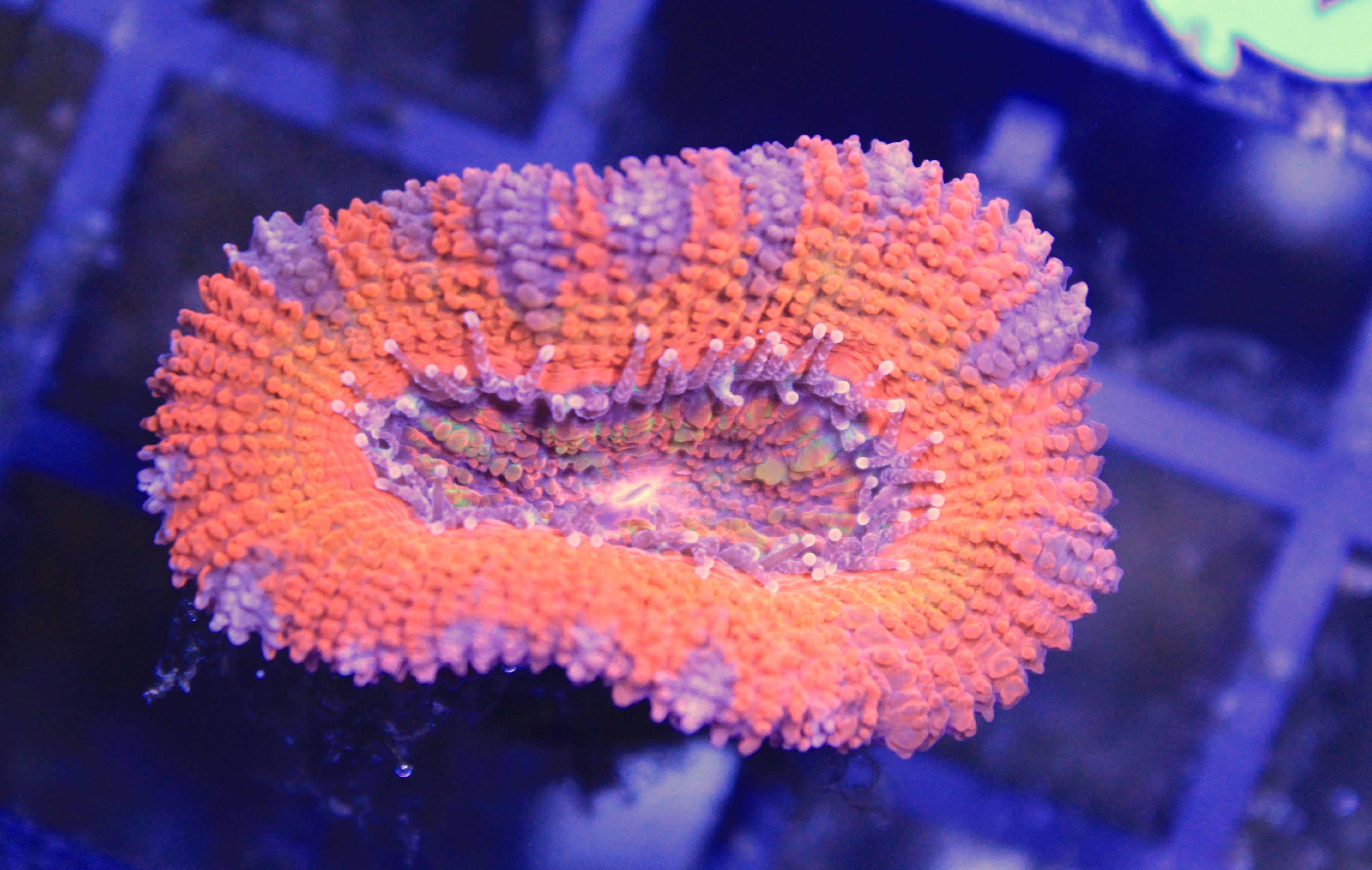066 Acanthastrea Red