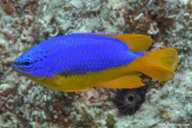 Chrysiptera Taupou