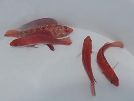Cirrhilabrus Rubripinnis