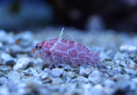 Plectranthias Inermis