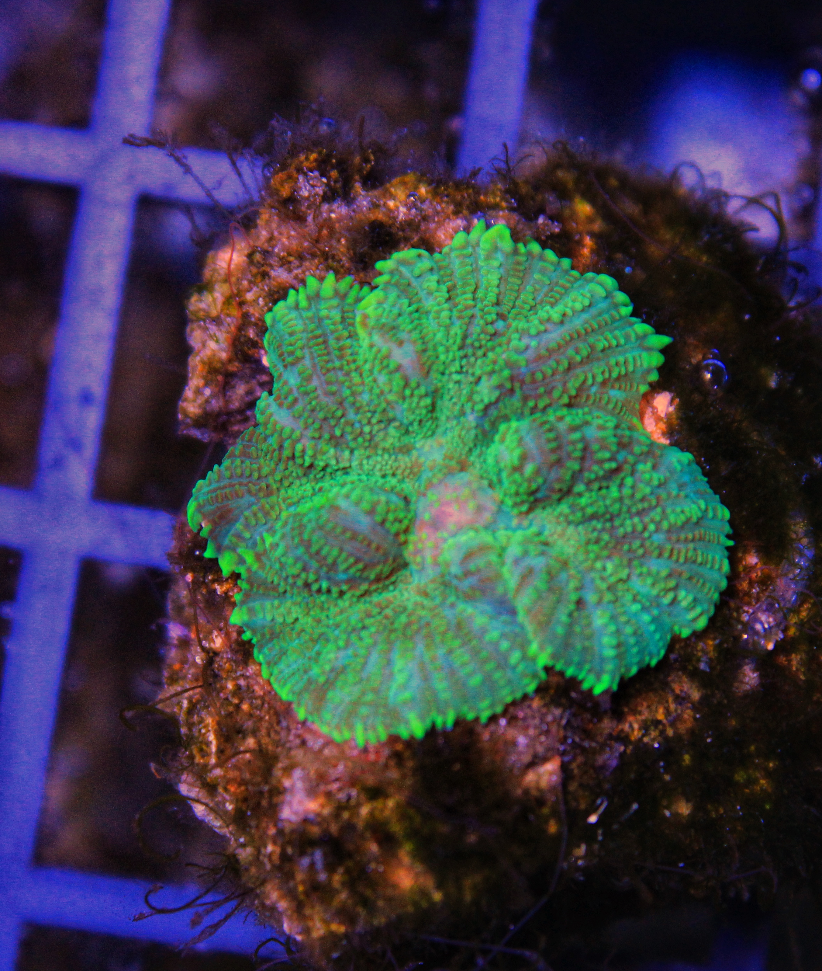 138 discosoma groen ( sennas koralen kweek)