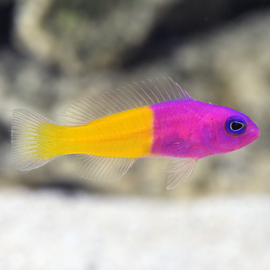 Pseudochromis Paccagnellae