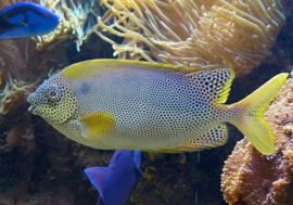 Siganus Stellatus