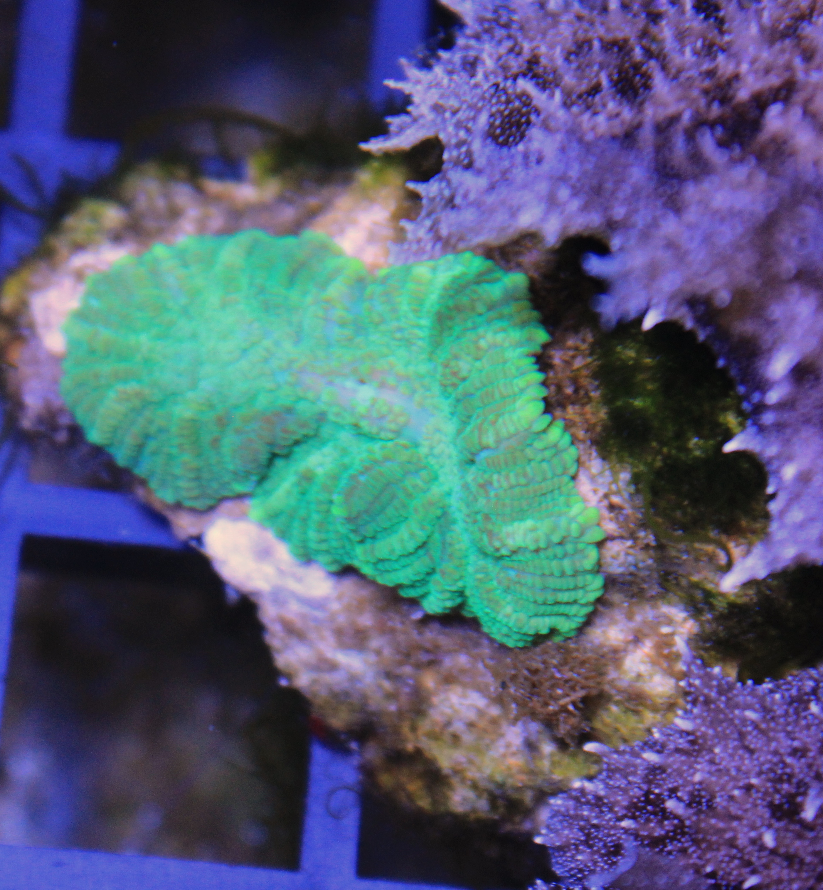 078 discosoma groen ( sennas koralen kweek)