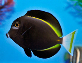 Acanthurus Nigricans (L)