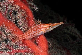 Oxycirrhites Typus